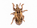 Hypera venusta
